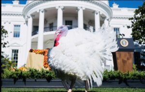 الديك الرومي "تشيبس" يتمشى في حديقة البيت الأبيض